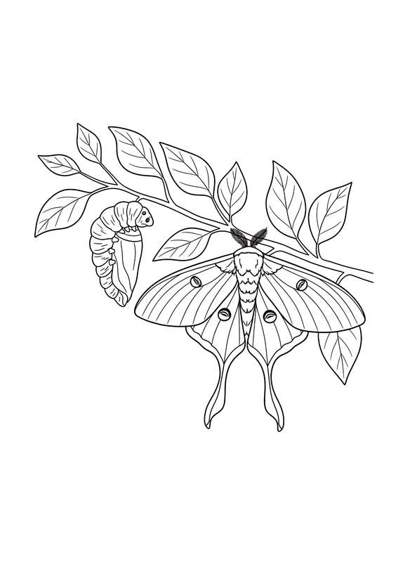 Transformation Journey: Moth Emergence