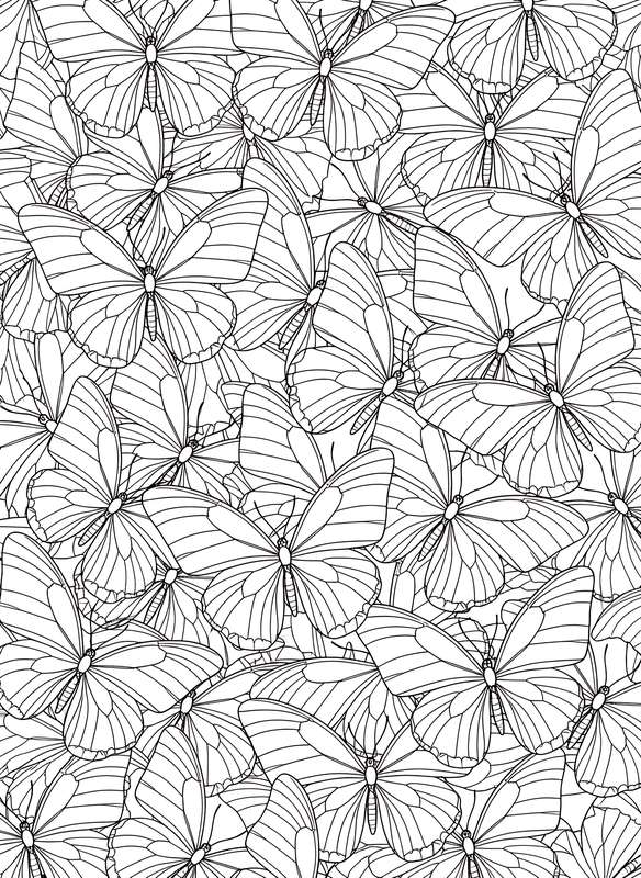 Zebra Longwing Contrast Fun