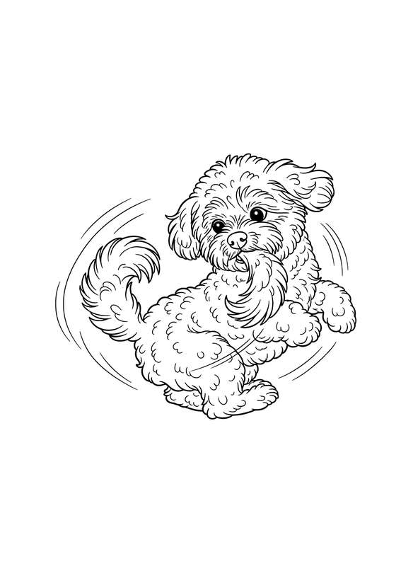 Bichon's Fluffy Tail Chase