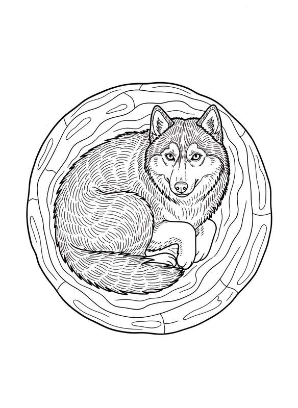 Husky's Snowy Cuddle