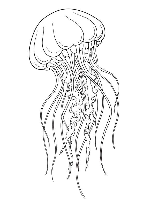 Ribbon Dancer Jellyfish