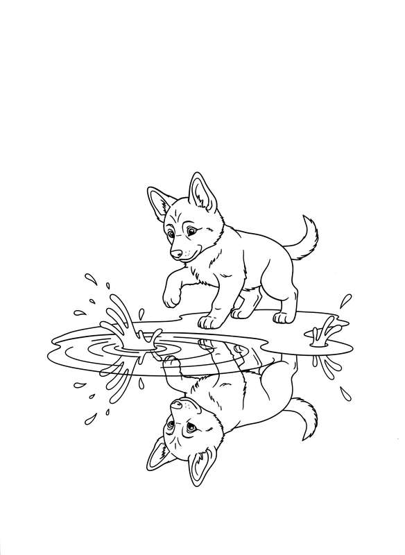 German Shepherd's Reflection