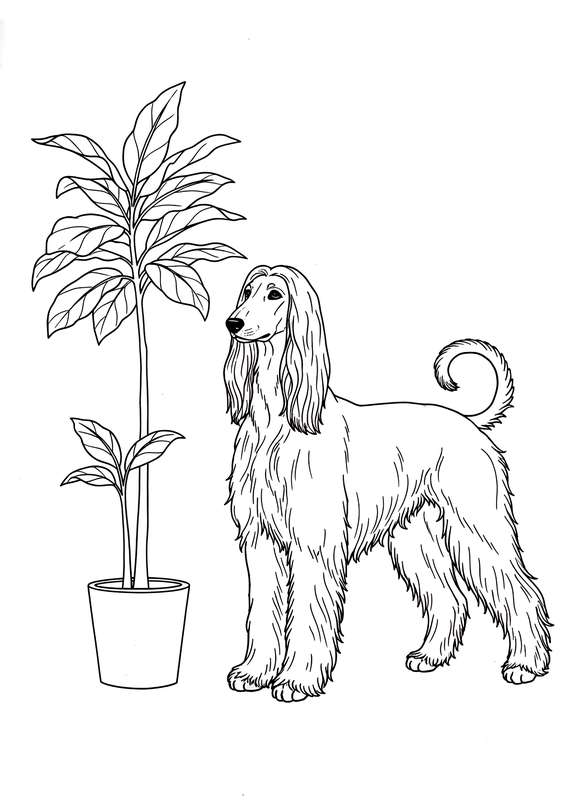 Afghan Hound's High Fashion Pose