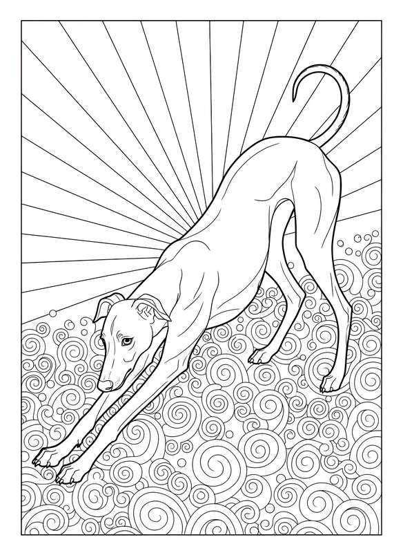 Greyhound's Sunny Stretch