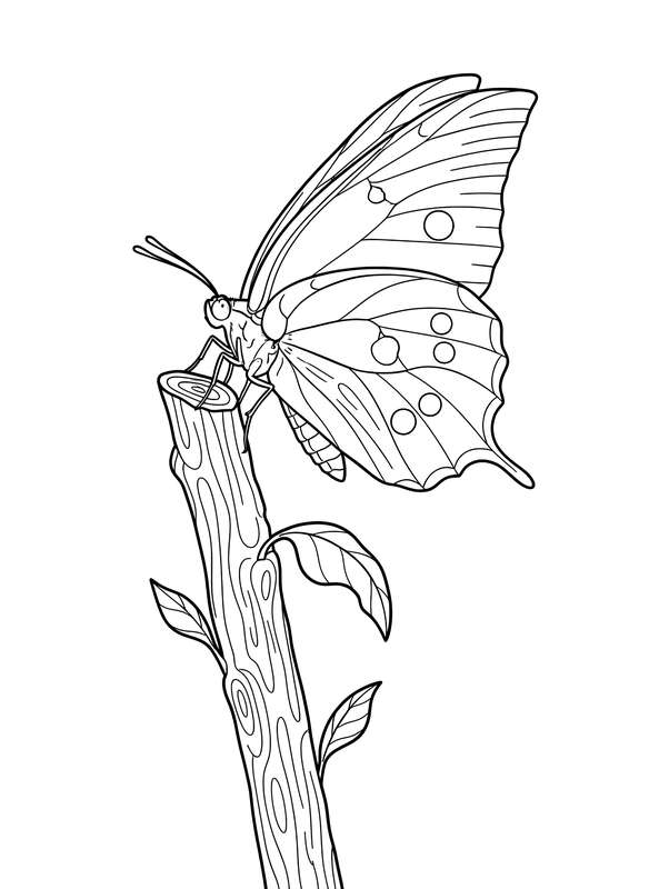 The Solitary Sulphur Perch