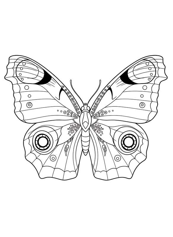 The Peacock's Eye Wings