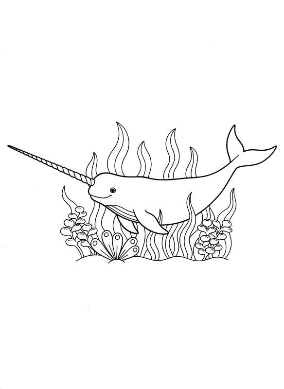 The Unicorn of the Sea