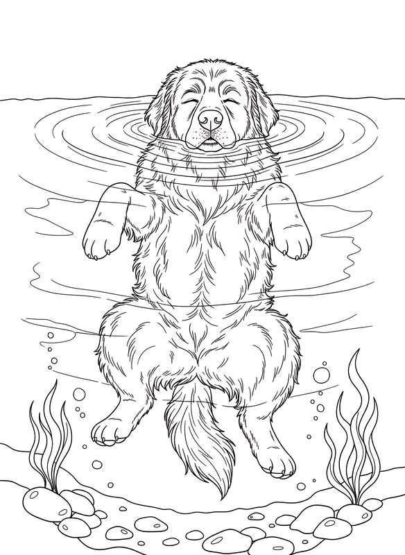 Newfie's Serene Swim