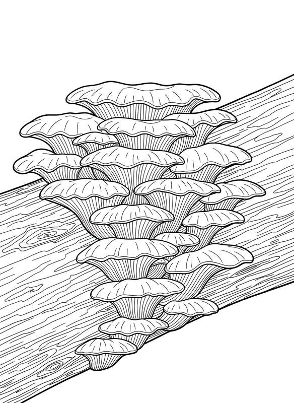 Textured Oyster Mushroom Stack