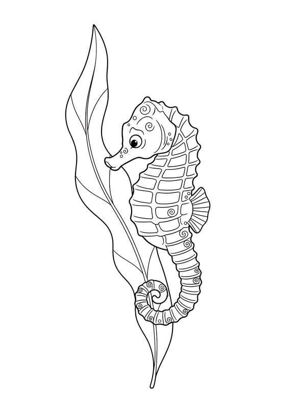 Kelp Hugs for a Seahorse