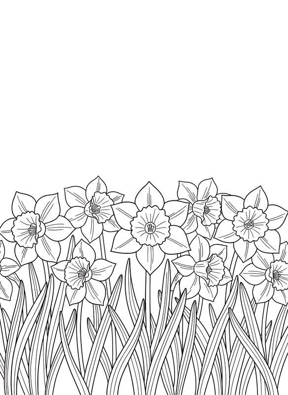 Daffodils with Trumpet Centers