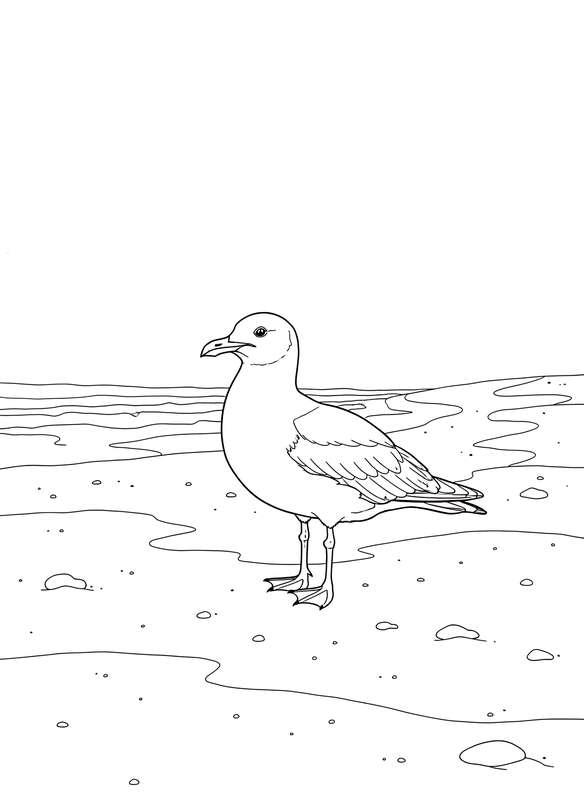 Seagull on Empty Sandy Shore
