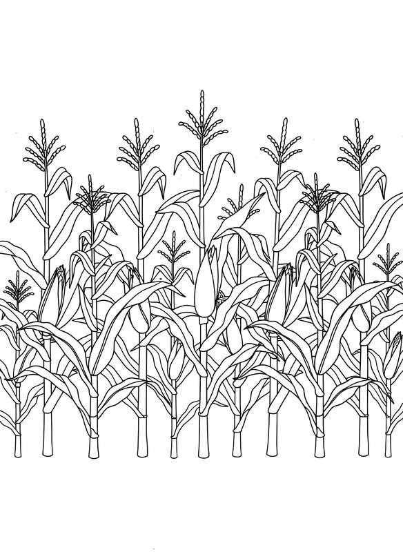 Fields of Gold: Simple Corn Stalk Row