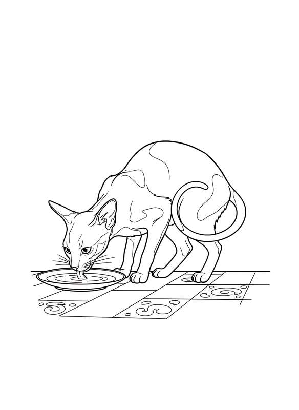 Sleek Sips: Oriental Shorthair Delight