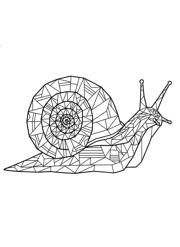 The Spiral Shell Snail