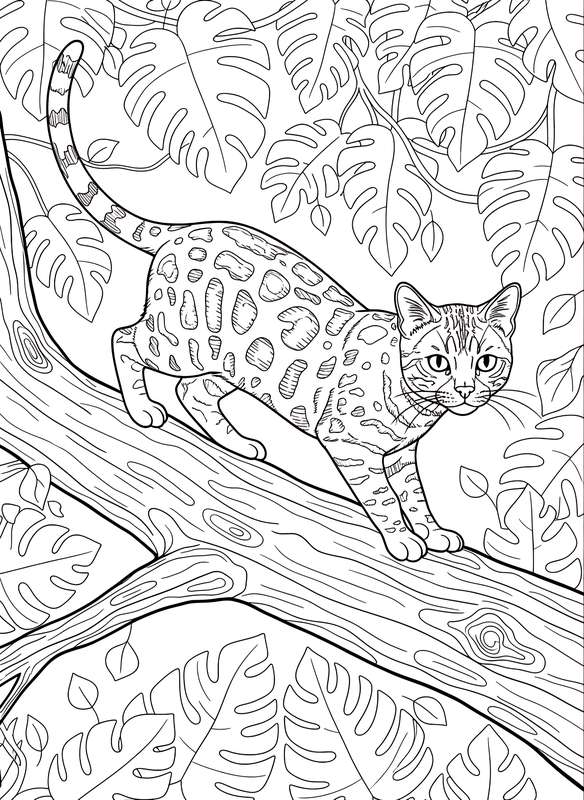 Branch Lookout Bengal