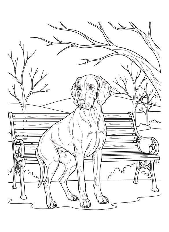 Weimaraner's Pondering Pose