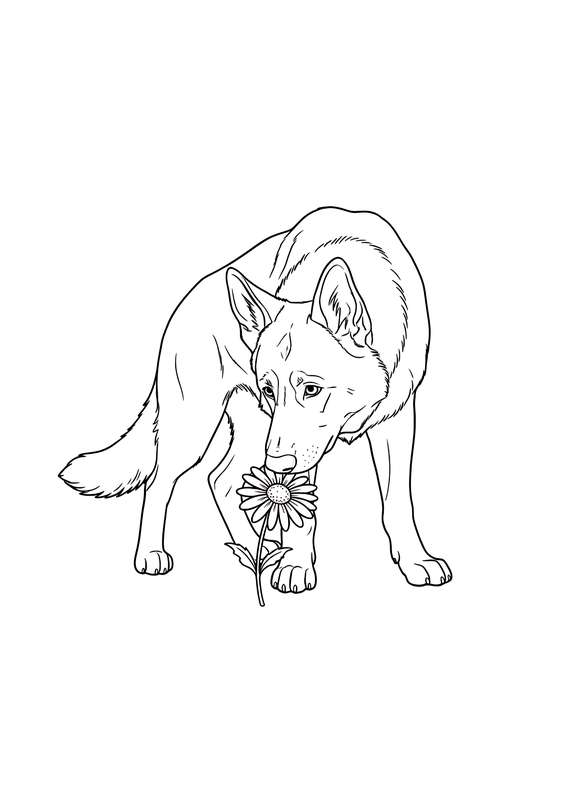 Shepherd's Gentle Inquiry