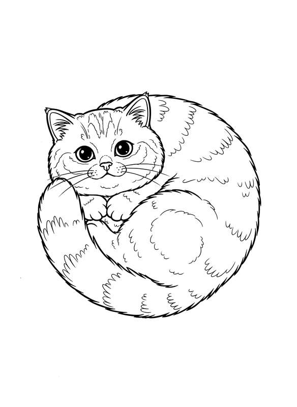 Cozy Cuddle: British Longhair Swirl