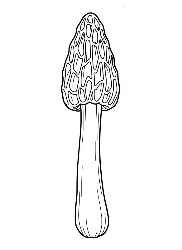 Proud Sentinel Morel