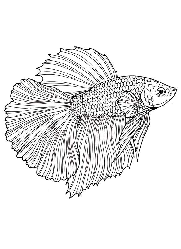 Betta's Flowing Fin Display