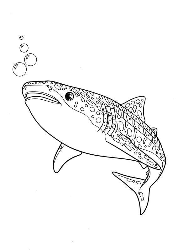 Whale Shark's Curious Bubble Watch