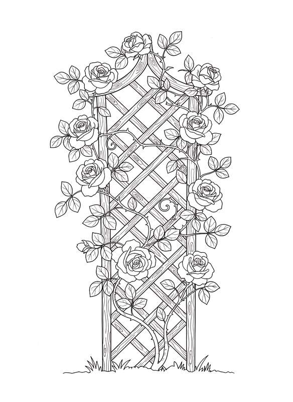 Climbing Garden Rose Vine