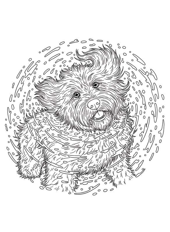 Sheepdog's Wet Shake Off