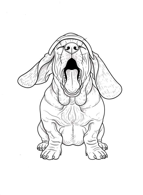 Basset Hound's Big Stretch