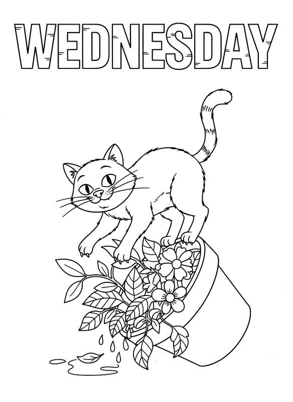 Wednesday's Feline Balancing Act