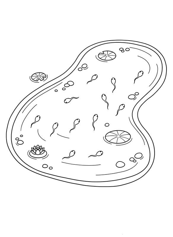 Tadpoles Begin Their Swim