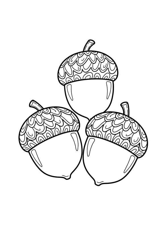 Detailed Acorn Collection