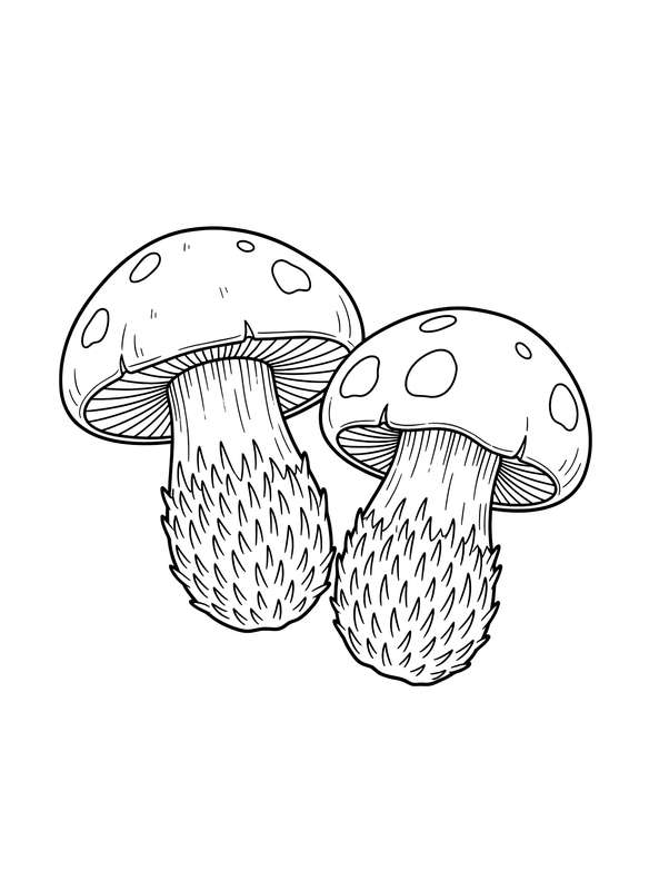 Hedgehog Fungi Textures